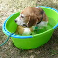 Beagle