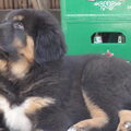 Tibetaanse Mastiff