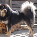 Tibetaanse Mastiff