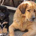 Tibetaanse Mastiff