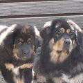 Tibetaanse Mastiff