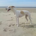 Whippet