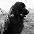 Newfoundlander