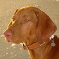 Vizsla (Hongaarse staande hond)