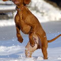 Vizsla (Hongaarse staande hond)