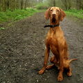 Vizsla (Hongaarse staande hond)