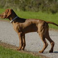 Vizsla (Hongaarse staande hond)