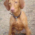 Vizsla (Hongaarse staande hond)