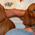 Vizsla (Hongaarse staande hond)