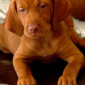 Vizsla (Hongaarse staande hond)