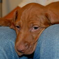 Vizsla (Hongaarse staande hond)