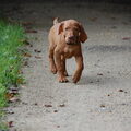 Vizsla (Hongaarse staande hond)