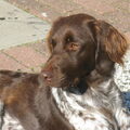 Heidewachtel