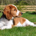 Welsh Springer Spaniel