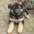 Oud Duitse Herdershond
