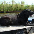 Labrador
