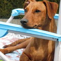 Duitse Pinscher