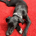 Galgo Español