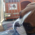Boxer