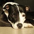 American Staffordshire Terrier