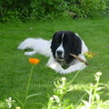 Landseer