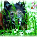 Tervuerense Herder
