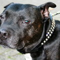 Staffordshire Bull Terrier