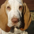 Bracco Italiano