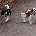 Cavalier King Charles Spaniel