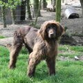 Duitse Staande Hond, Langhaar