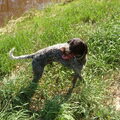 Duitse Staande Hond, Draadhaar
