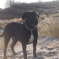 Cane Corso Italiano