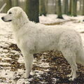 Kuvasz