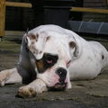 Boxer