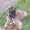 Tervuerense Herder