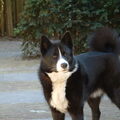 Karelische Berenhond