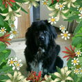 Newfoundlander