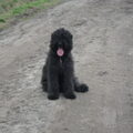 Bouvier