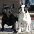 Franse Bulldog