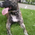Staffordshire Bull Terrier