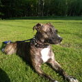 Staffordshire Bull Terrier