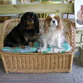 Cavalier King Charles Spaniel