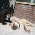 Franse Bulldog