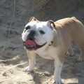 Engelse Bulldog