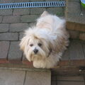 Lhasa Apso