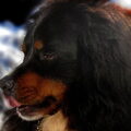 Berner Sennenhond