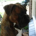 Boxer