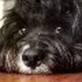 Tibetaanse Terrier