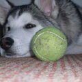 Alaskan Malamute