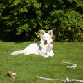 Zwitserse Witte Herder